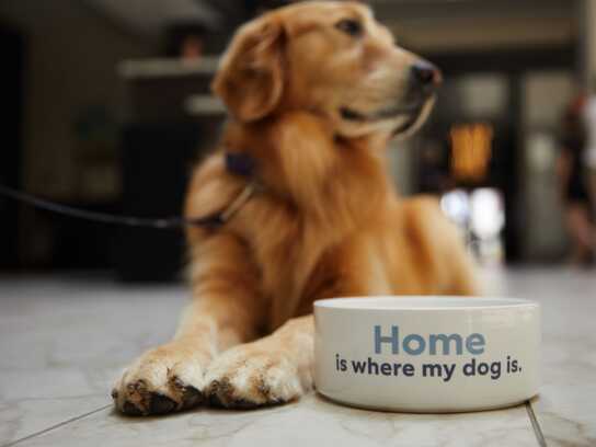 Pet-Friendly Travel Campaign
