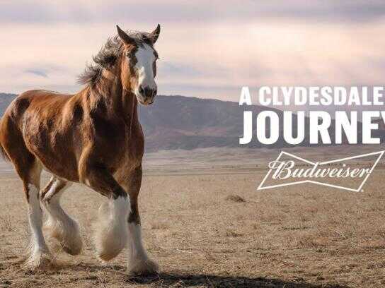 A Clydesdale's Journey